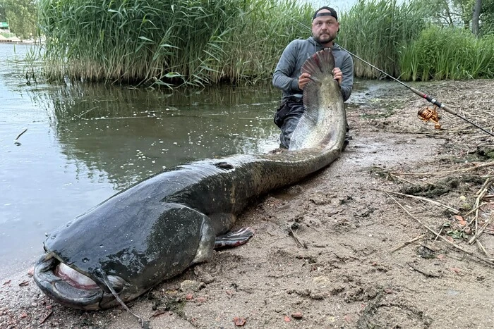 Polish fisherman caught a giant catfish