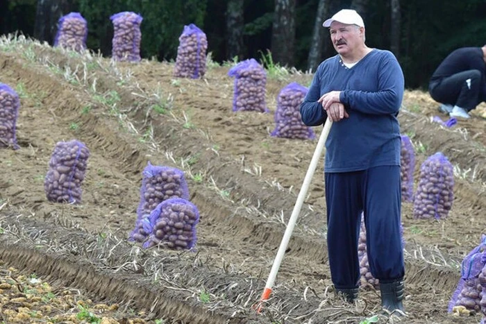 Lukaschenko rät den Belarussen, weniger Kartoffeln zu essen