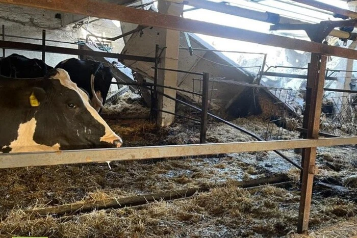 In Kharkiv region, Russians destroyed two herds of cattle