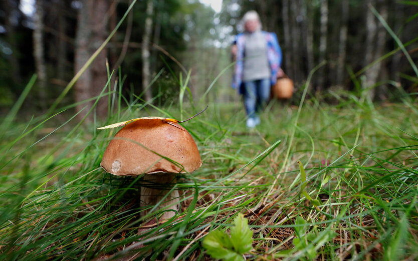 Ukrainische Bürger können mit Geldstrafen für das Sammeln von Pilzen und Beeren belegt werden: Was Sie wissen müssen