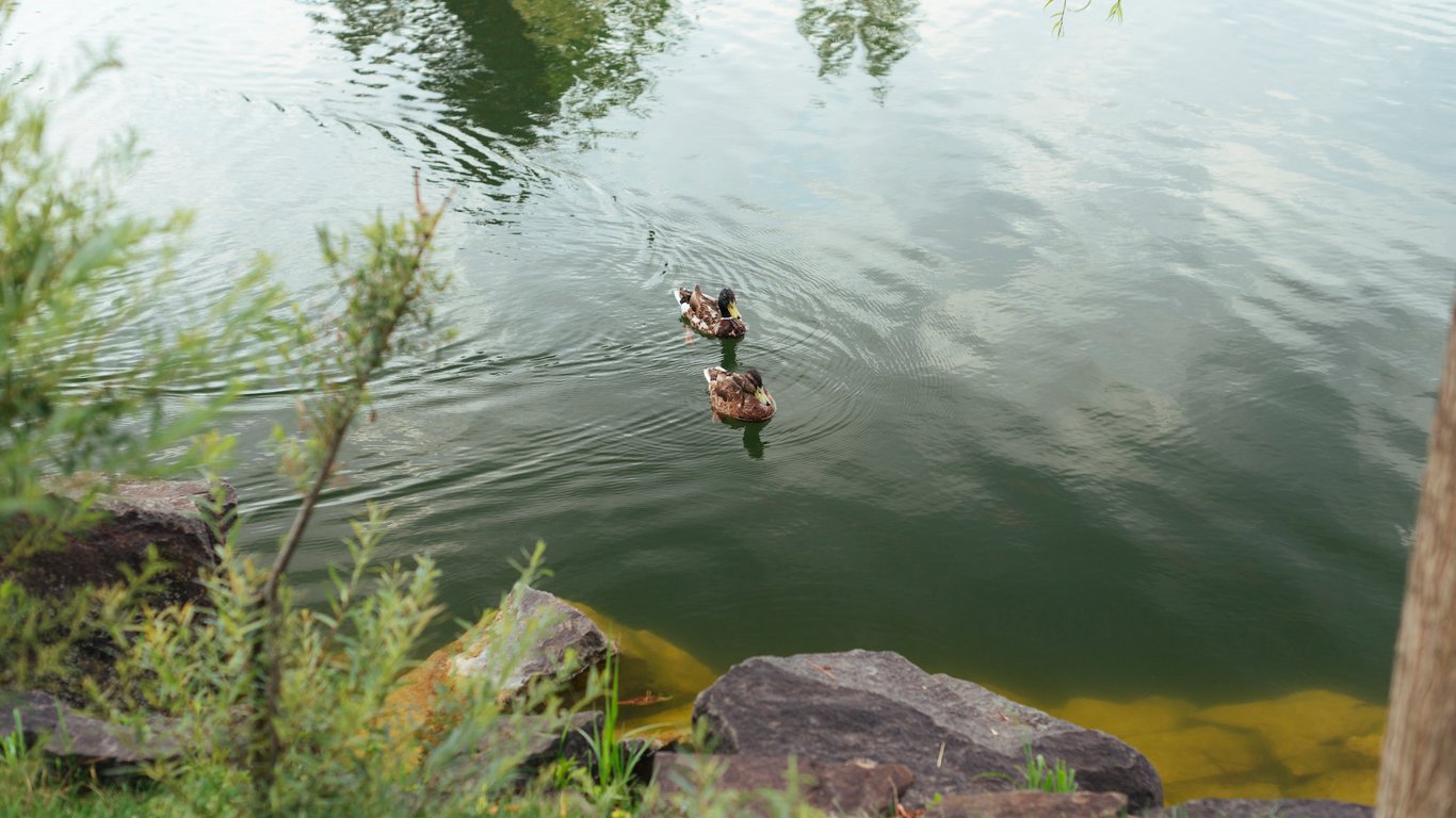 Fishing and Recreation - How Much It Costs to Rent a Pond